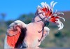 Фото Какаду инка (Cacatua leadbeateri) - ручные птенцы из питомника