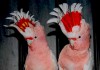 Фото Какаду инка (Cacatua leadbeateri) - ручные птенцы из питомника