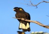 Фото Желтохвостый черный какаду (Zanda funerea) птенцы выкормыши из питомника