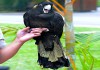 Фото Желтохвостый черный какаду (Zanda funerea) птенцы выкормыши из питомника